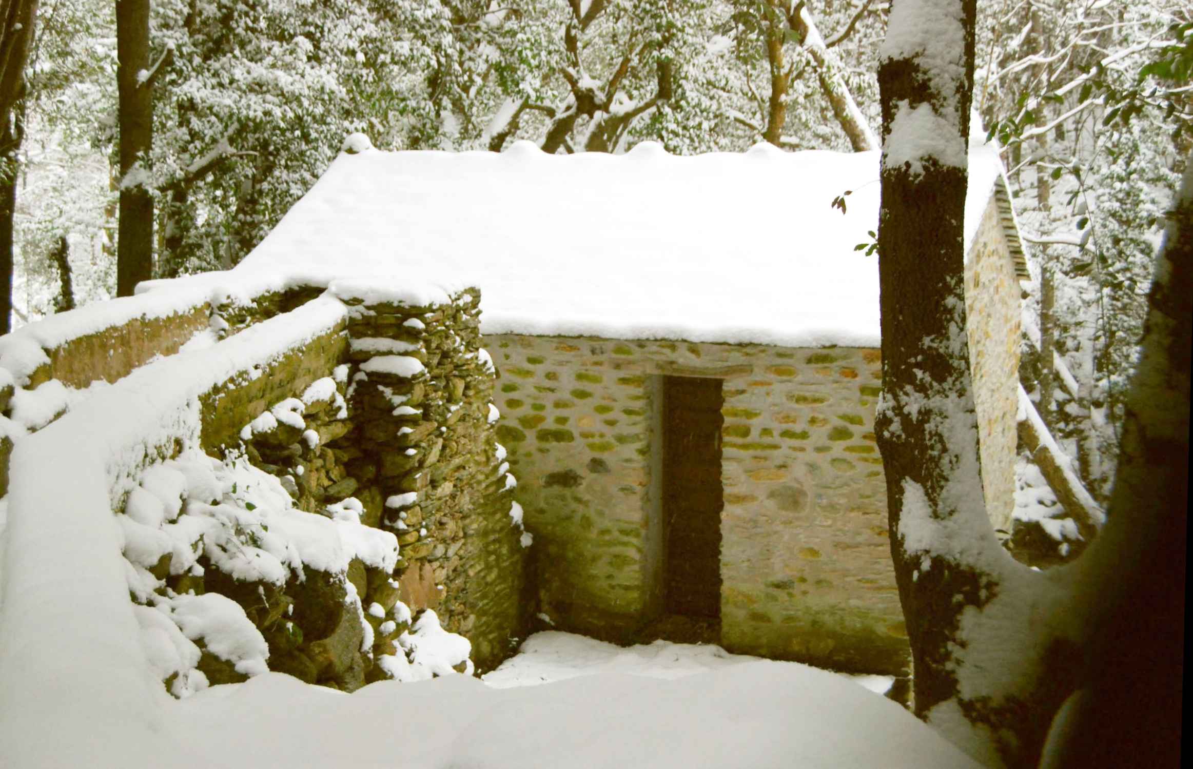 Mulinu vivu sous la neige