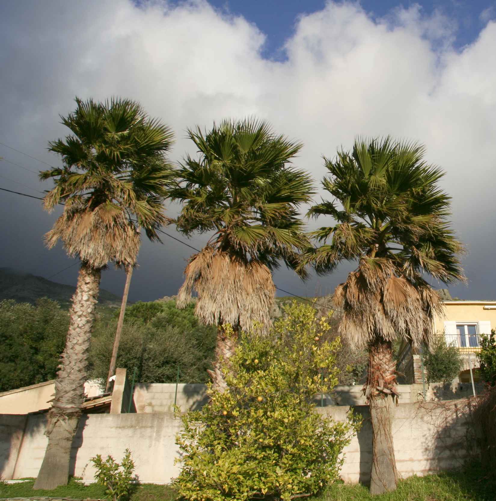 Palmiers à Lapedina suttana. Février 2010. Photo D.A.