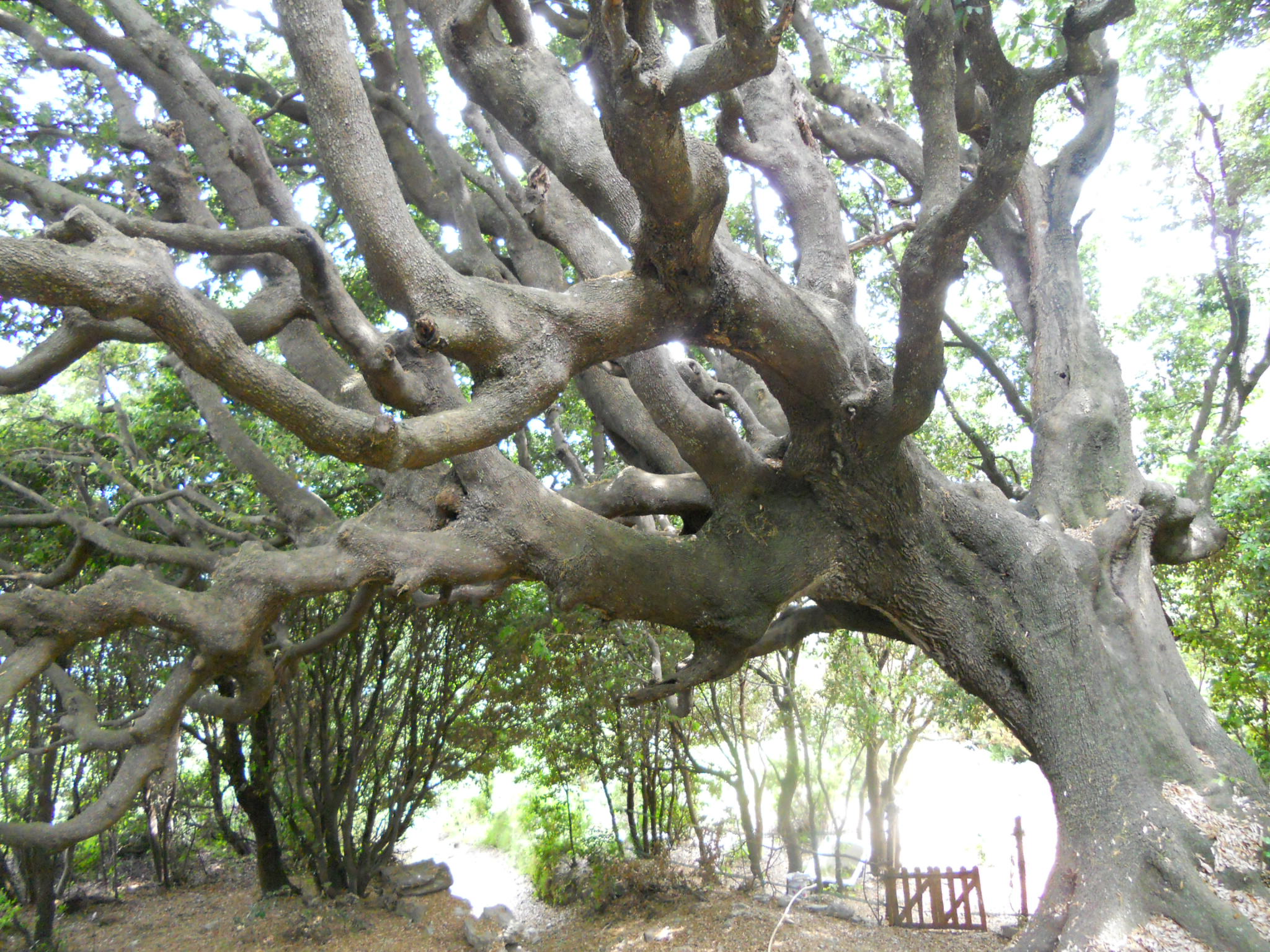 Chêne remarquable classé. Mai 2011. Photo D.A.