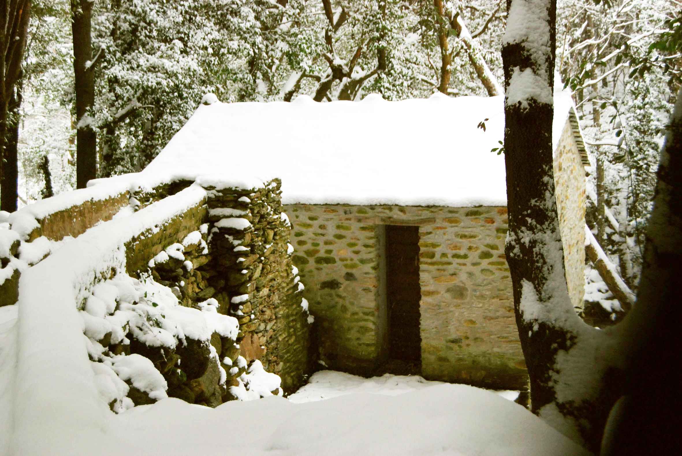 Mulinu vivu sous la neige. Fevrier 2012. Photo Angeline Rocchietti