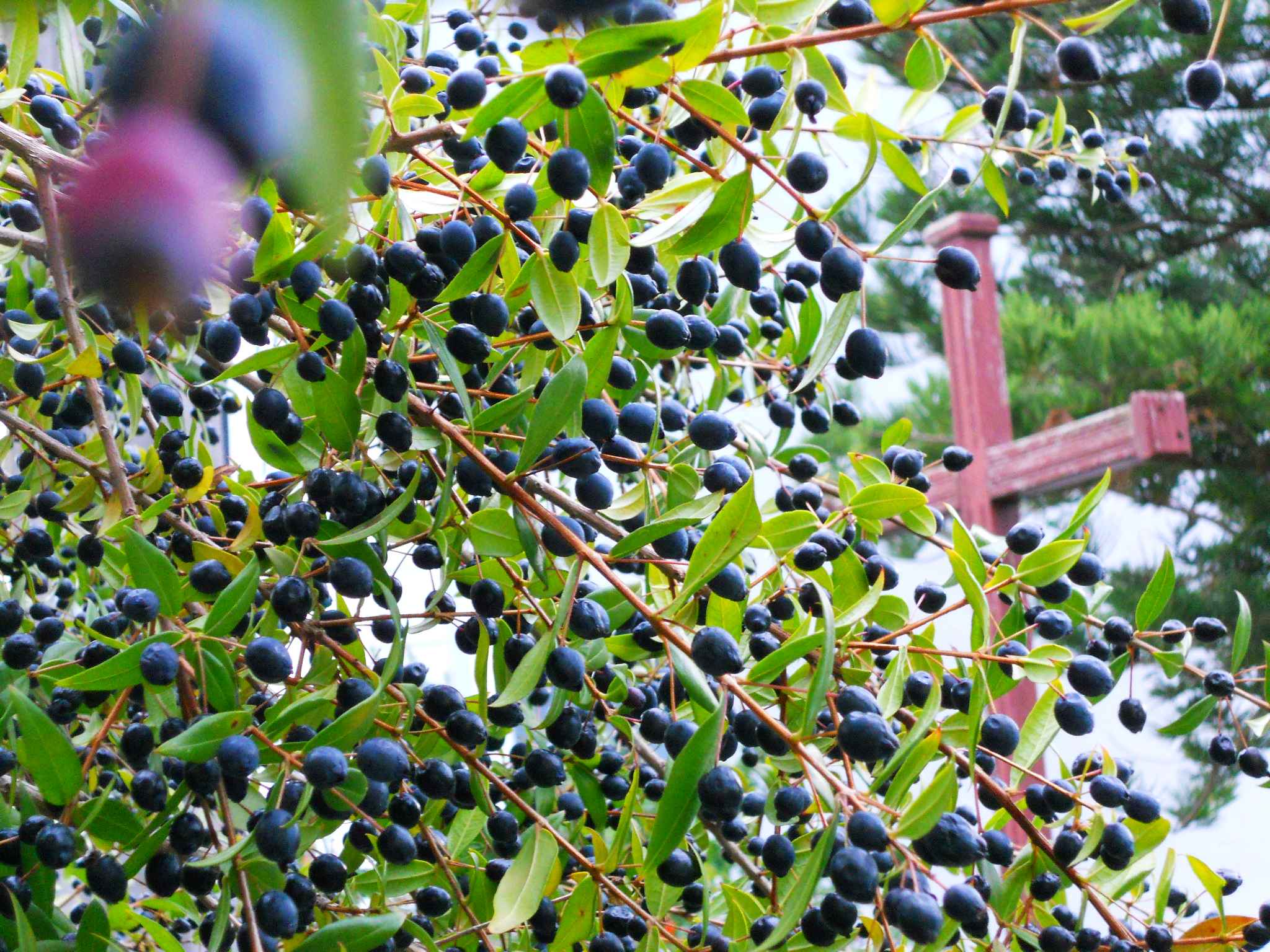 Myrtes au Ponticellu. Décembre 2010. Photo D.A.