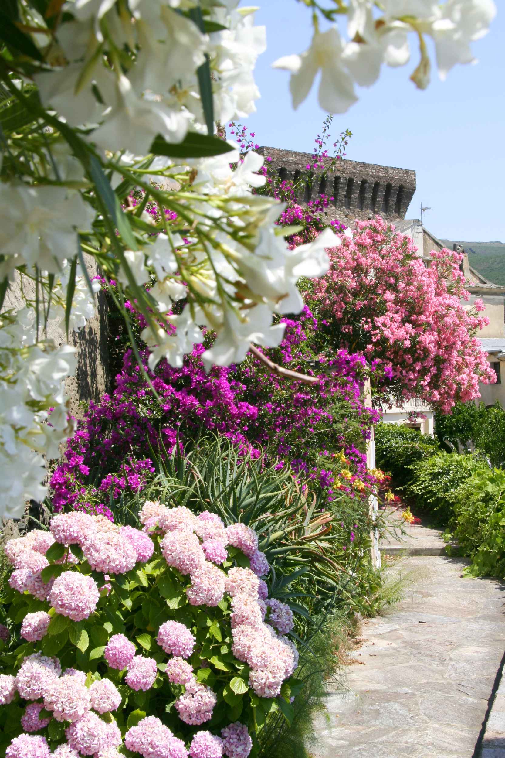 Ornetu fleuri. Juillet 2007. Photo D.A.