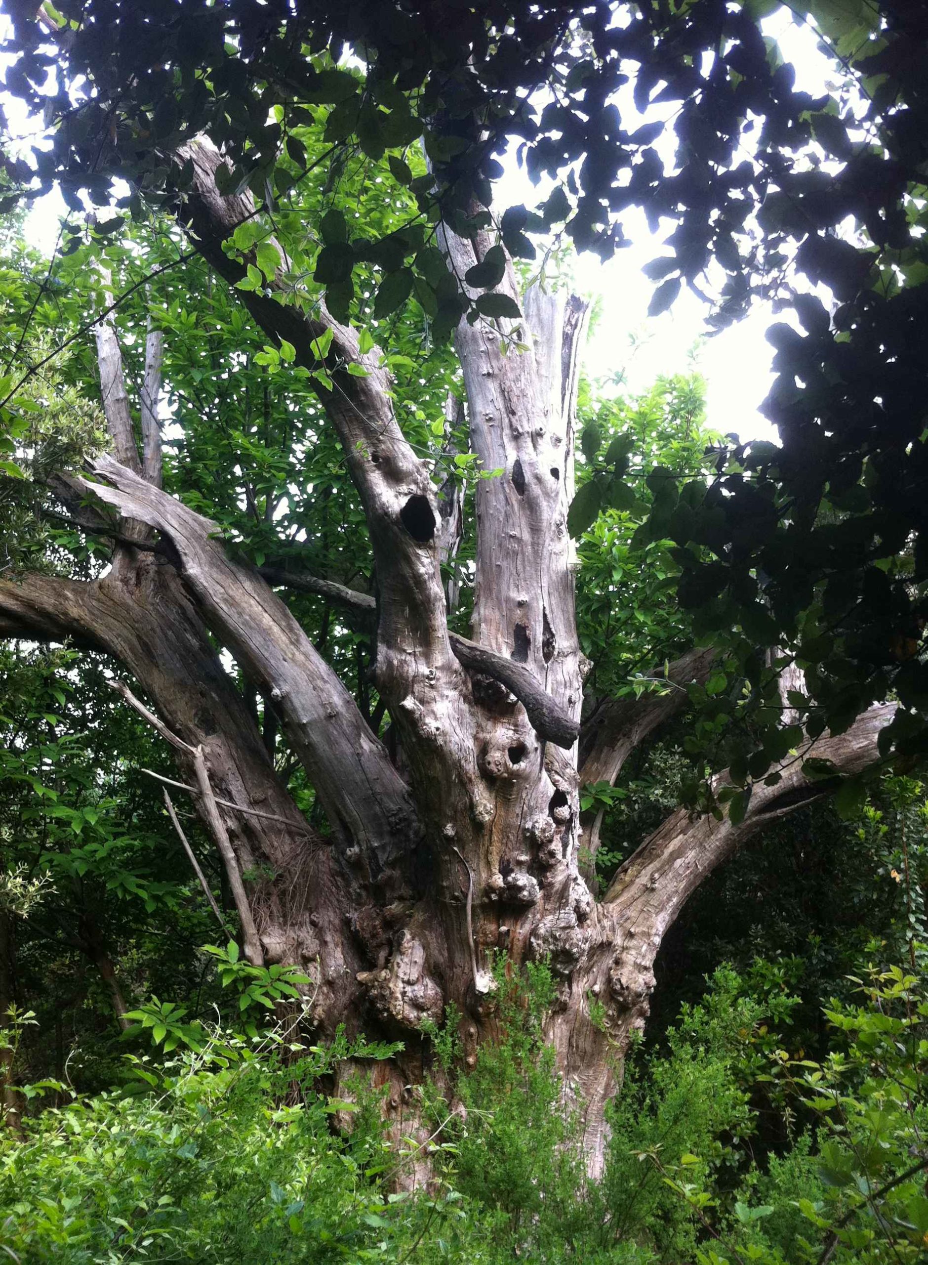 Châtaignier brûlé par l'incendie de 1990. Mai 2011. Photo D.A.