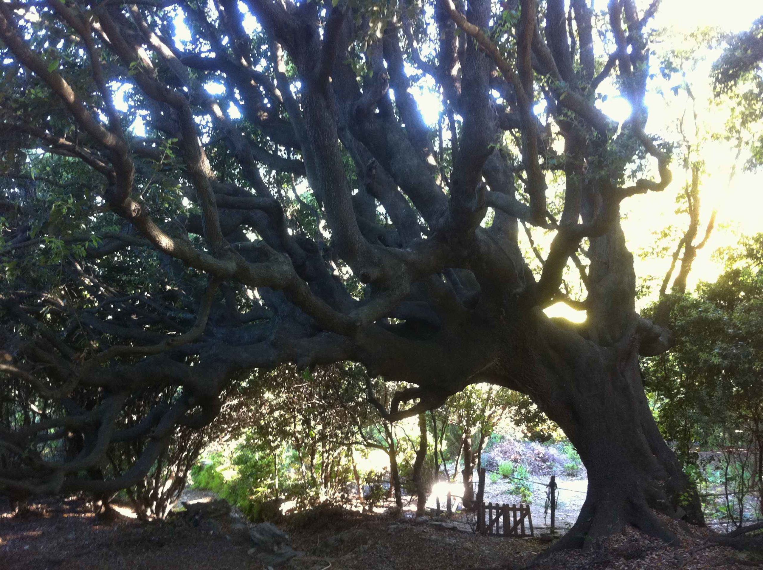 Chêne remarquable. Mai 2011. Photo D.A.