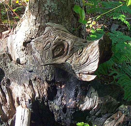 L'oeil du châtaignier regarde... Juin 1999. Photo Albert Dahu