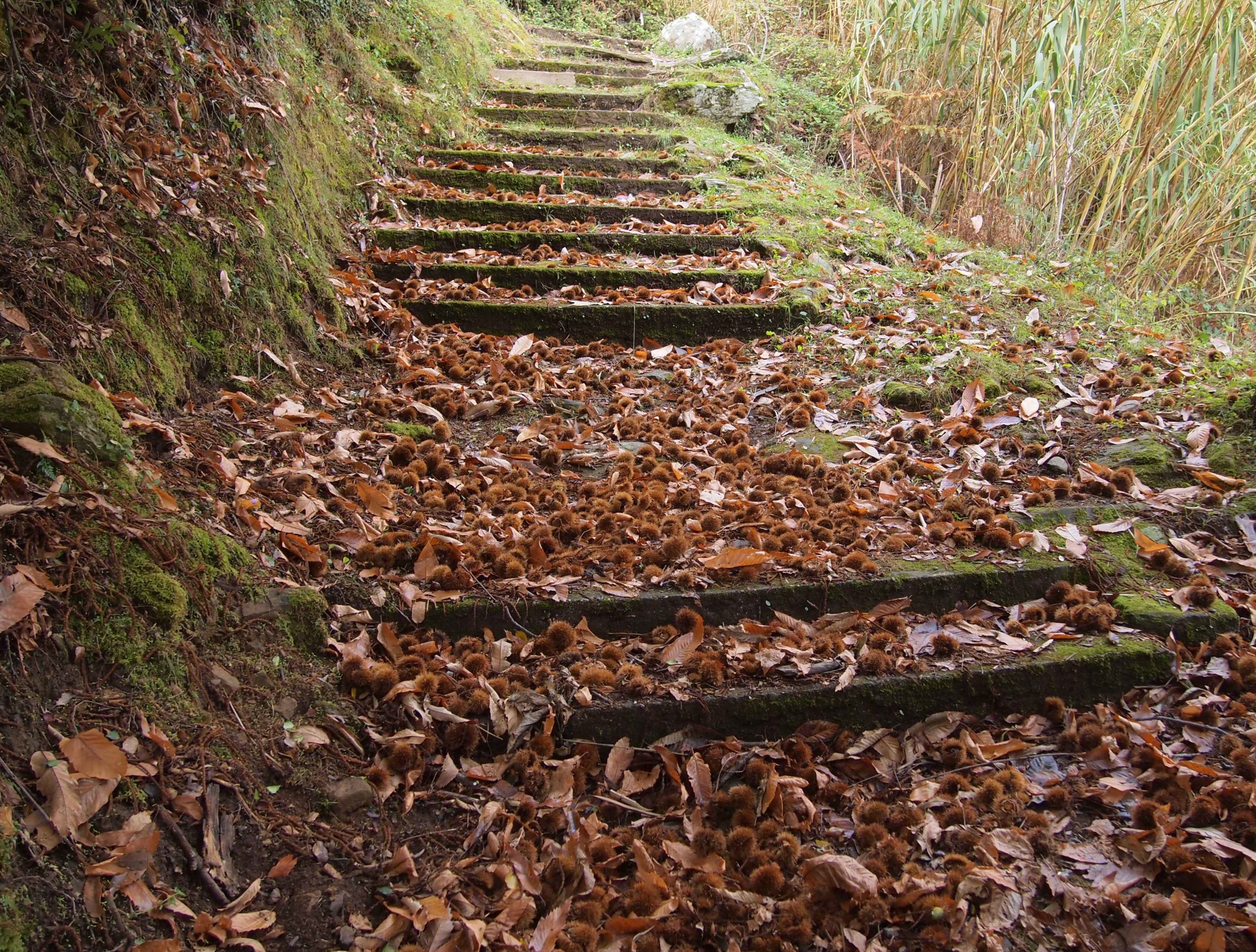 Parterre de bogues rousses. Novembre 2011. Photo Jean-Paul Llavador