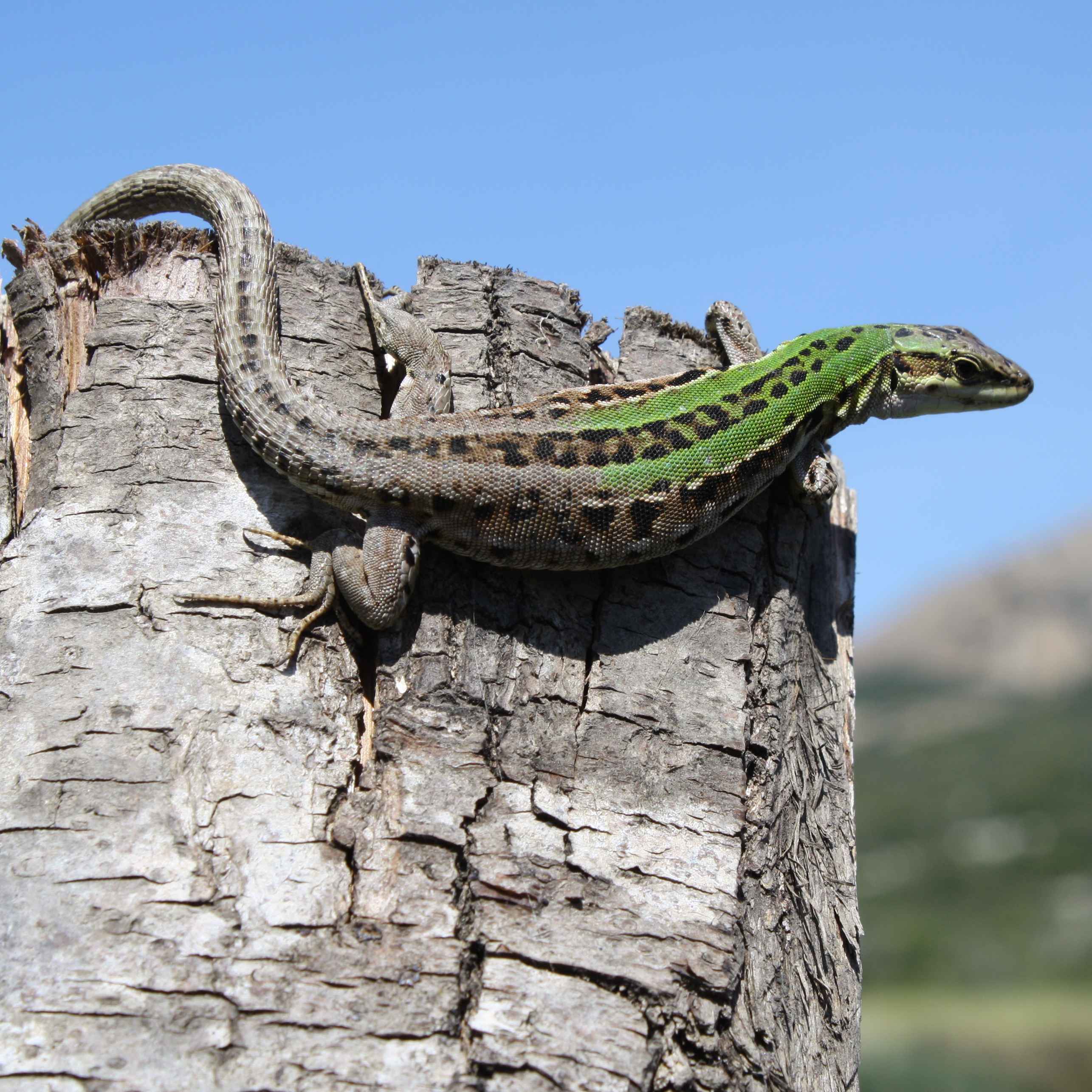 https://pietracorbara.net/wp-content/uploads/2013/04/0lezard-de-Sicile-carre.jpg