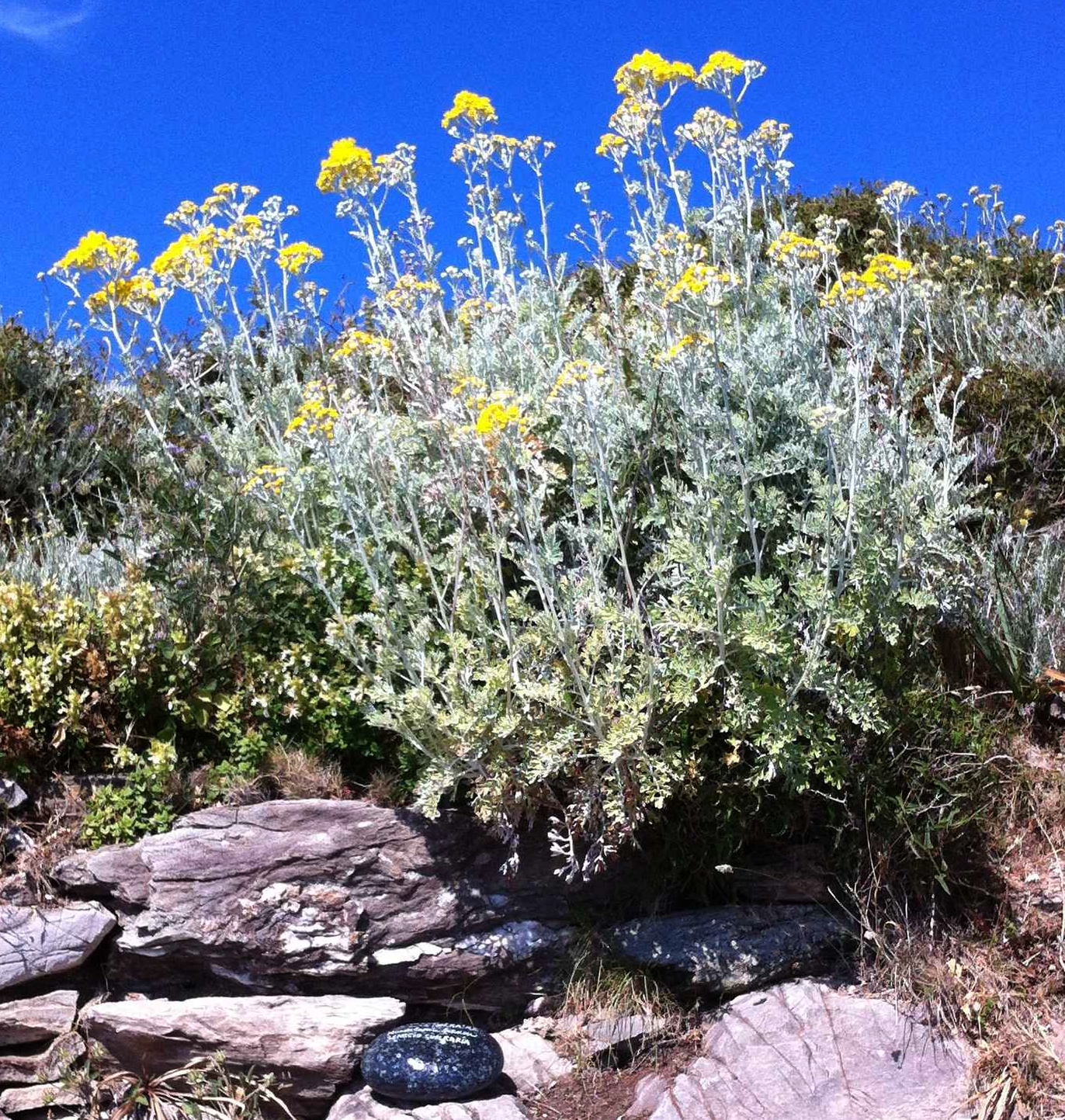 Sentier botanique Pietracorbara - Céneraire