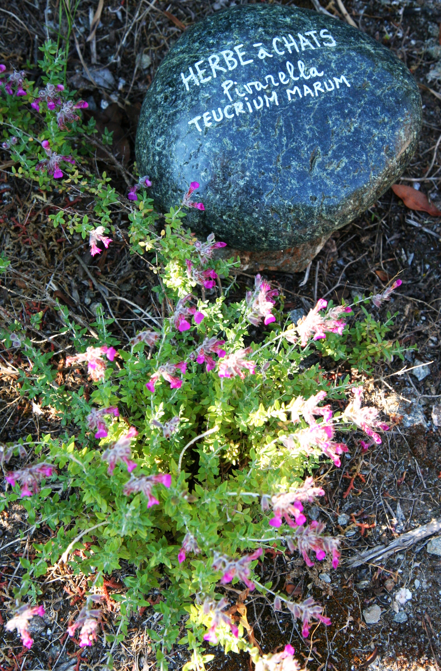 Sentier botanique Pietracorbara - Herbe à chats