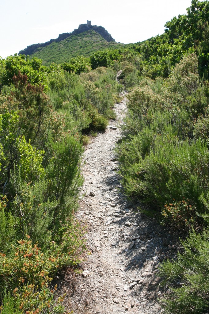Sentier botanique Pietracorbara - Castellare